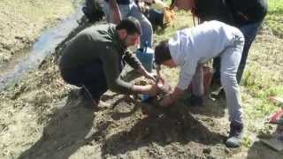 preview picture of video 'Vale de Santarém - Plantação de Árvores nas margens do Ribeiro da Vila'