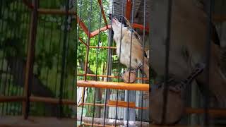 Download lagu cendet trotol gacor. cara rawat simpel mp3 Download lagu cendet trotol gacor. cara rawat simpel mp3