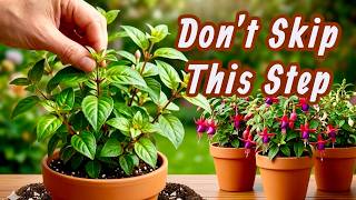 10 New Fuchsia Varieties: Easy Repotting & Pinching Techniques!🪴 ✂️