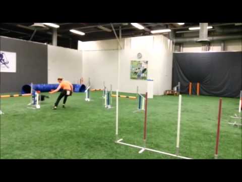 5.12.2013 - Leia - Niinun treenit Maiju kouluttaa