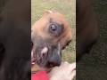 Razzi Rocko- "CRAZY" CIRCLE JERK DOG STYLE #funny #dog #doglovers #catdoglove