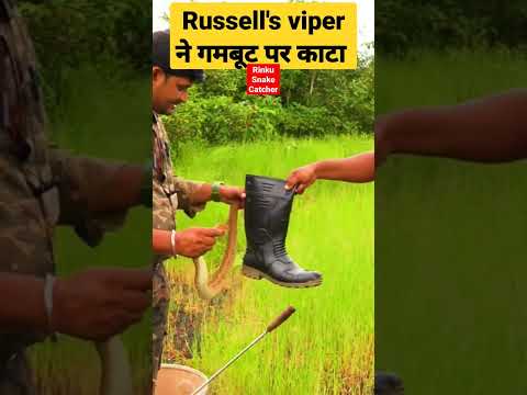 russell viper snake bites on gumboot 🐍। snake bite #shorts #youtubeshorts