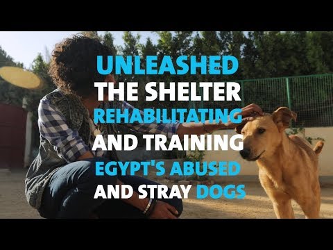 Unleashed: The Shelter Rehabilitating and Training Egypt's Abused and Stray Dogs
