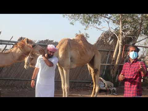 THE CAMEL WALK AND TRY TO RIDE A CRAZY CAMEL