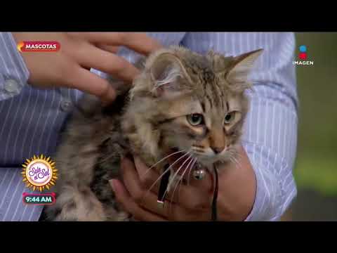 ¿Cuáles son las enfermedades más comunes en los gatos? | Sale el Sol