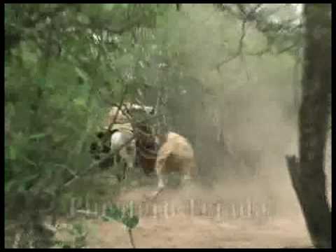 Negro Palma - Puestero Tejada