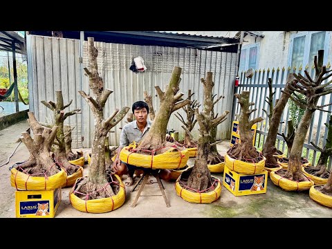 PHÔI MAI VÀNG 2O/O2/2026 (#O8669O1747 NGÂN ) PHÔI MAI VÀNG-  @bonsai Can Tho