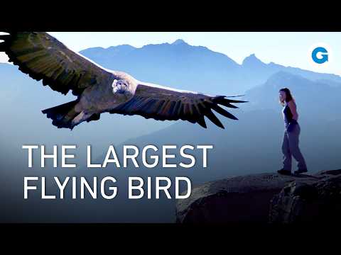 Soaring with Giants: The Condors of Patagonia | Full Documentary