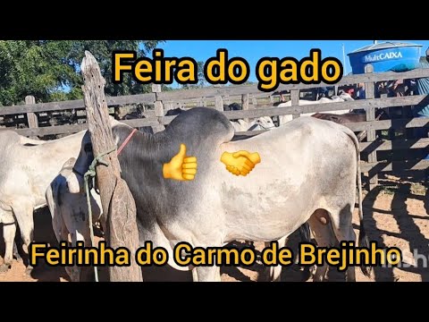 Feira do gado em Brejinho PE 👍🤝🤣