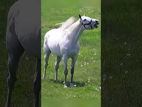 The eccentric racehorse Gold Ship!#shorts #youtubeshorts #shortvideo #funny #love #cute #horse