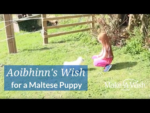 Aoibhinn's Wish for a Maltese Puppy - Make-A-Wish Ireland Wish Story