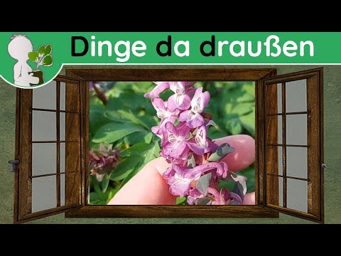 Ddd 027 - Hohler Lerchensporn (giftig) - Wildpflanzen & Co (Doku 29. März)