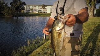 TOPWATER BASS & SNAKEHEAD Fishing on the Pond in Florida !!!