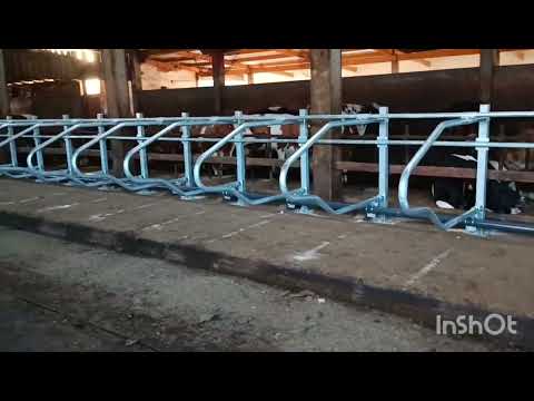 Liga biksovi - FARMA MUZNIH KRAVA TOŠIĆ