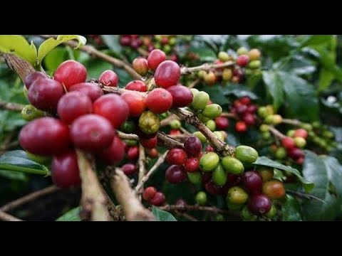 Lagu Aceh | Meuh Lam Batee|                   @YouTube #fyp #trending #viral