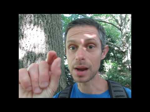 Alex TV - foraging for yew berries