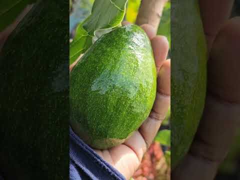 Late Spring Garden Tour:2024