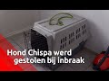 Hond Chispa werd gestolen bij inbraak in Den Bosch