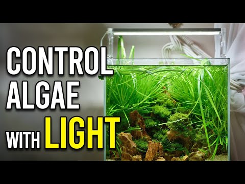 How to Balance Aquarium Lighting the Easy Way