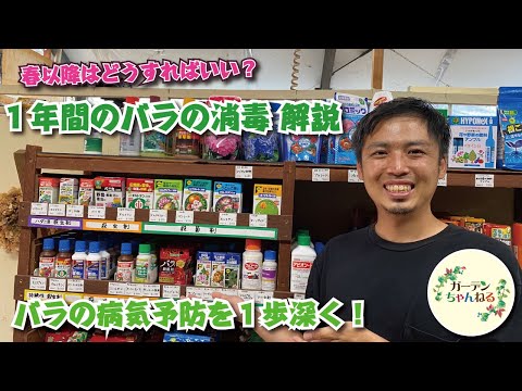 バラの根元に雑草対策として何を置くか？  庭園