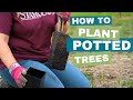 Video preview for Get Fruit Faster! How to Plant a Potted Tree - Stark Bro's EZ Start Exclusive