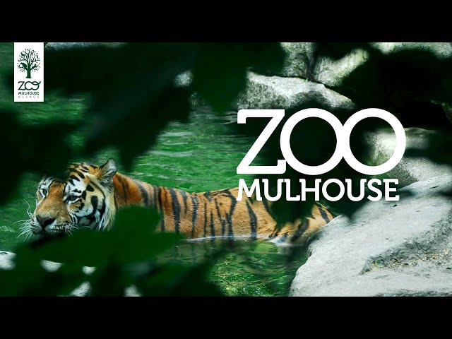 Entrance ticket - Zoo of Mulhouse - Exploregion