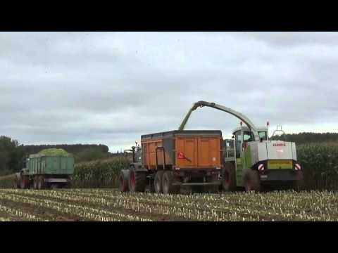 Loonw. Choquet - Arbre