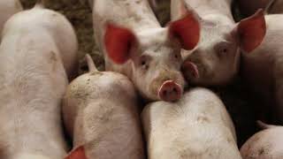 Pork prices fall due to reduced domestic demand | News Roundup