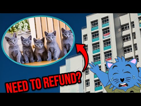 Things You Likely Missed About the New HDB Cat Rules from Sept 2024