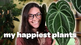 5 of my HAPPIEST houseplants! 🪴