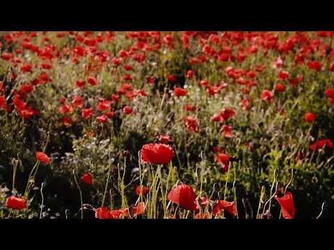 Blossoming Field of Poppies, Beautiful Flowers, Poppy Flowers, Beautiful Music, | Lavish Nature