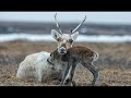 Caribou - Lord Leopard