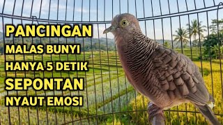 Download lagu Perkutut Lokal Gacor Suara Super Kristal - Pancingan Malas Bunyi (99%AMPUH BANGET) mp3 Download lagu Perkutut Lokal Gacor Suara Super Kristal - Pancingan Malas Bunyi (99%AMPUH BANGET) mp3