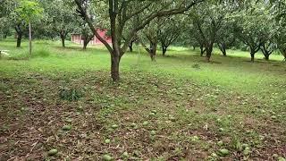 preview picture of video 'Mango harvesting Kangra  ( Himachal Pradesh)'