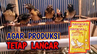 Download lagu cara pemberian kalsium untuk ternak murai batu mp3