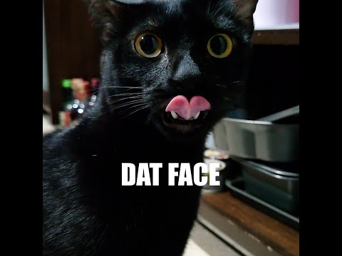 Dat Face Though.   surprised cat bleps