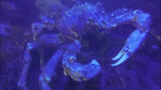 preview picture of video 'Underworld Ultraviolet scuba diving. San Diego Ca. La jolla. Cool Video'