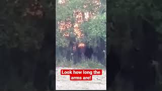 Bigfoot Filmed Hiding Behind Trees in Tennessee!