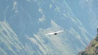 preview picture of video 'Fliegender Kondor am Cruz del Condor, Colca Canyon, Peru (03.05.10)'