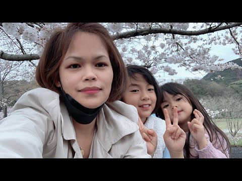 cherry blossoms 2023 #sakura #fullbloom