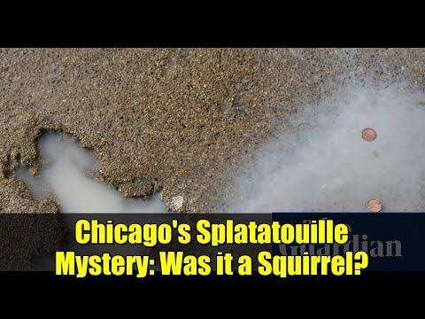 Chicago's Splatatouille Mystery: Was it a Squirrel?