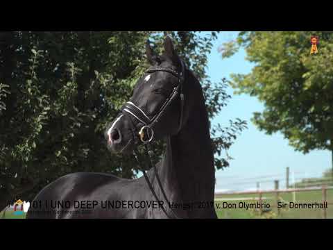 101 UNO Deep Undercover v. Don Olymbrio L - Sir Donnerhall  *MARBACHER WOCHENENDE 2020*