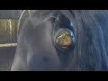 Horses And Cows Pooping