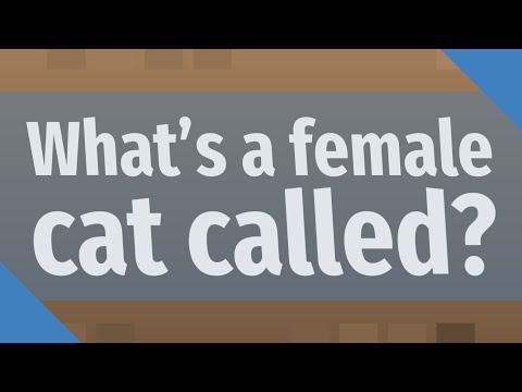 What's a female cat called?
