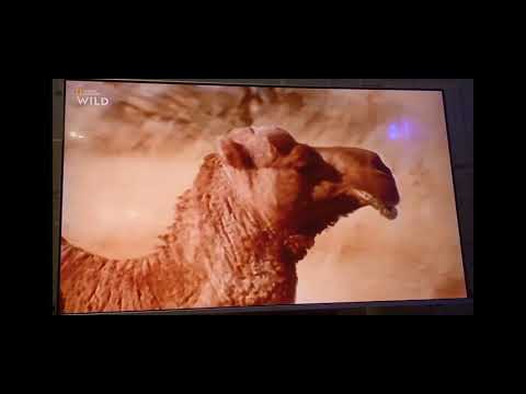 Animal Fight Club: Camels 🐪 Fighting