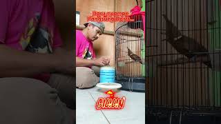 Download lagu Masteran Handal #muraibatu  #kacer #cililin mp3