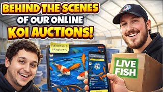 Download lagu DI BALIK LAYAR LELANG KOI ONLINE LANGSUNG KAMI mp3