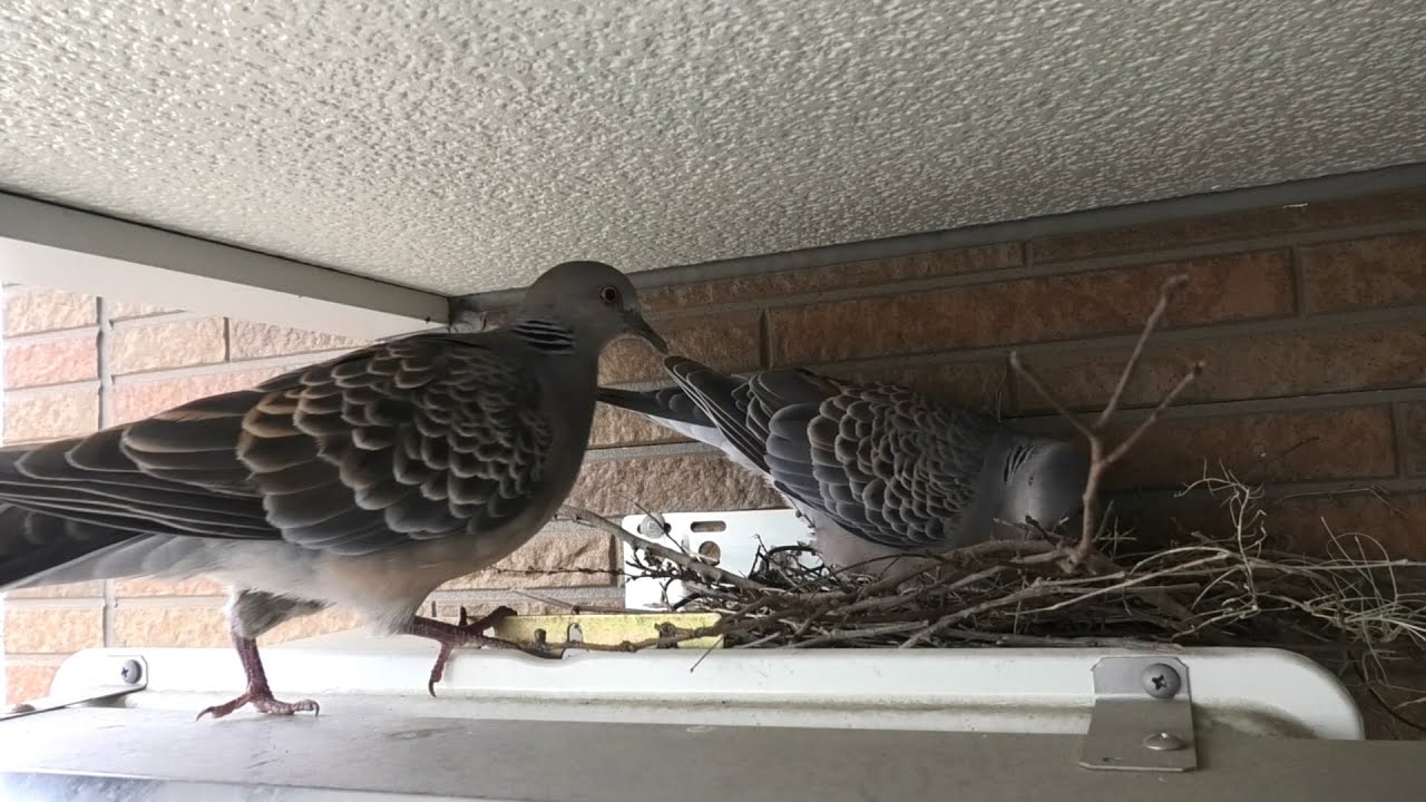 キジバトの巣を観察　2025.7.8