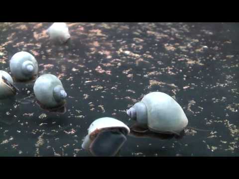 Aqua-Tropica "Das Original" - Apfelschnecke blau