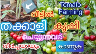 തക്കാളി കിലോക്കണക്കിന് വീട്ടിൽ വിളയിക്കാം ! Grow Lots of #Tomatoes ! Best Tomato Fertilizing Tips !